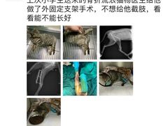 -仁仁嘉嘉宠物医院·骨外科中心·髋关节置换(北仑分院)