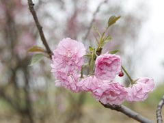 -天适樱花悠乐园