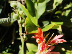 -墨尔本皇家植物园