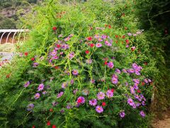 -紫海香堤香草艺术庄园