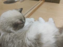 -帕帕拉兹宠物(亚洲旗舰店)