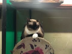 -猫咪博物馆(顶澳仔猫街店)