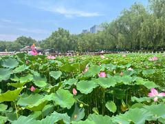 -莲花池公园