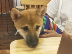 -豆柴町-柴犬主题狗咖(红鼎国际C座店)