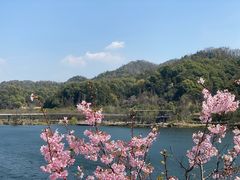 -云碧峰国家森林公园