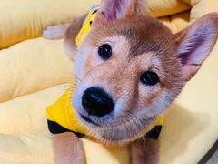 -逗柴咖啡屋·狗咖猫咖宠物桌游