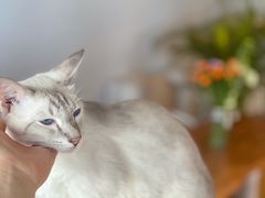 -Cappucimeow猫咪咖啡馆(韦伯时代店)