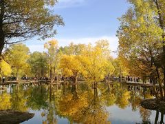 -金塔沙漠胡杨林景区