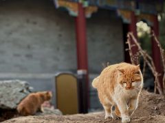 -颐和园
