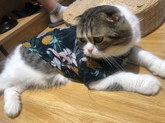 -啵啵喵·猫咖(攀华国际店)