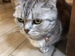 -海边的猫和咖啡馆