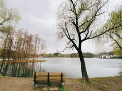 -上海共青森林公园