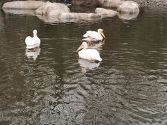 -合肥野生动物园