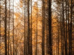 -关门山森林公园