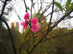 -重庆彩云湖湿地公园