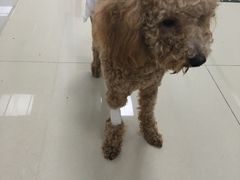 -康成宠物医院24H·CT·核磁共振