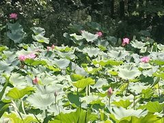-东平国家森林公园