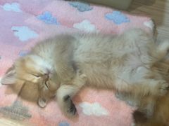 -屋虎猫馆(宝安大仟里店)