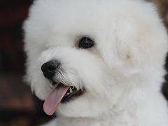 -翊宠yipet猫狗购宠庄园犬舍•猫舍