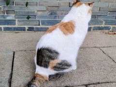 -龙华素斋(龙华路店)