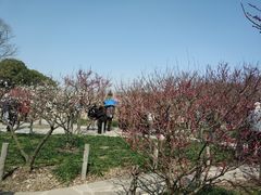 -上海植物园·停车场