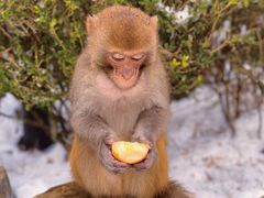 -庐山风景区花径公园