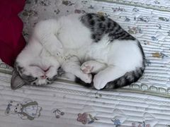 -宠颐生动物医院·心脏科·保险定点(锦阳分院)