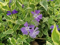 -昆山城市生态森林公园