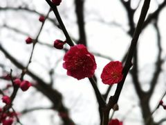 -香雪海