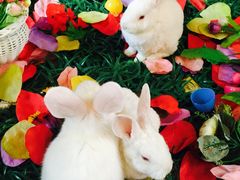 iphone_upload_pic-北京朝阳悠唐皇冠假日酒店