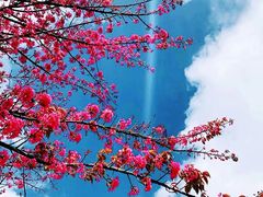 -无量山自然风景保护区