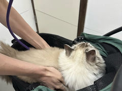 -立德24H动物医院·夜诊·转诊中心·1.5T核磁共振(海珠店)
