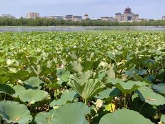 -莲花池公园
