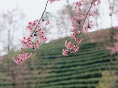 -无量山自然风景保护区