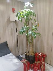 点击看大图 -CE·专业蛋白•羽毛接发·潮色烫染品牌店