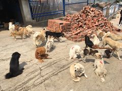 -成都爱之家动物救助中心