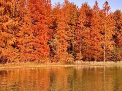 -上海海湾国家森林公园