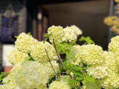 -上海鲜花港