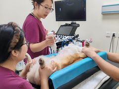 -美联众合动物医院·24h转诊中心