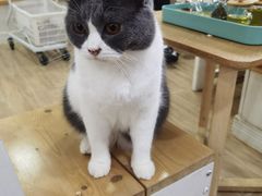 -李小姐の猫咖啡馆(五角场店)