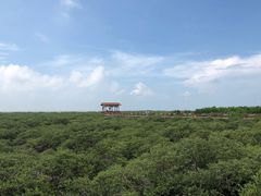 -北海金海湾红树林生态旅游区