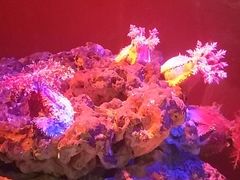 -重庆欢乐海底世界