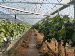 -马陆小张葡萄园农家乐