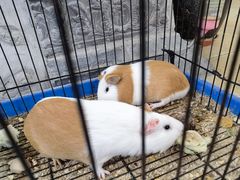 -北京古堡35号院