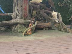 -野象谷景区