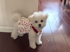 -翊宠yipet猫狗购宠庄园犬舍•猫舍