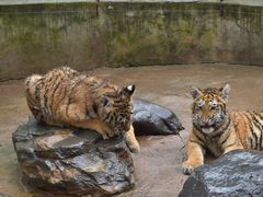 -金塔傣乡·云南民族特色菜·傣味手抓饭(金瓦路店)