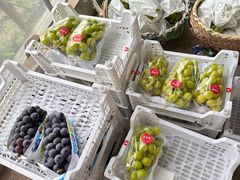 -马陆小张葡萄园农家乐