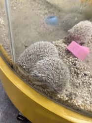 -神奇动物撸宠馆·羊驼·小浣熊·异宠(豫园店)