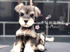 -小尾巴宠物店(万科·金域华庭店)